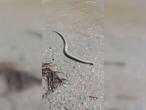 На набережной Благовещенска обнаружили потерявшую голову змею фото видео