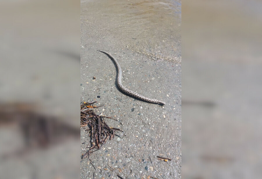 На набережной Благовещенска обнаружили потерявшую голову змею фото видео