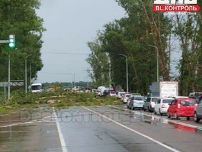 Заваленную тополями дорогу под Благовещенском показали автомобилисты видео 