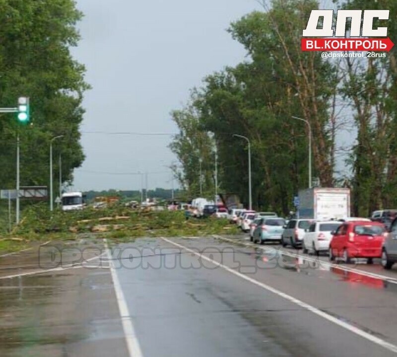 Заваленную тополями дорогу под Благовещенском показали автомобилисты видео 