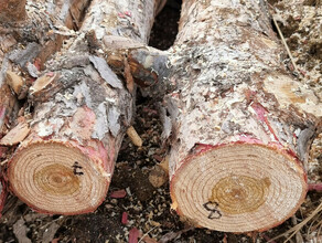 Осужден эксгосинспектор по ДФО незаконно вырубавший лес в заказнике Приамурья видео