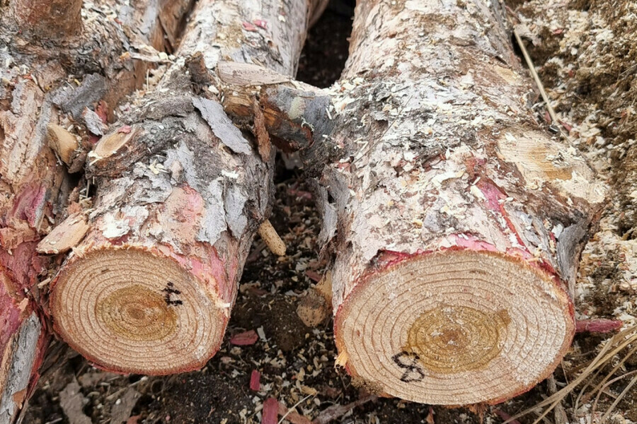 Осужден эксгосинспектор по ДФО незаконно вырубавший лес в заказнике Приамурья видео