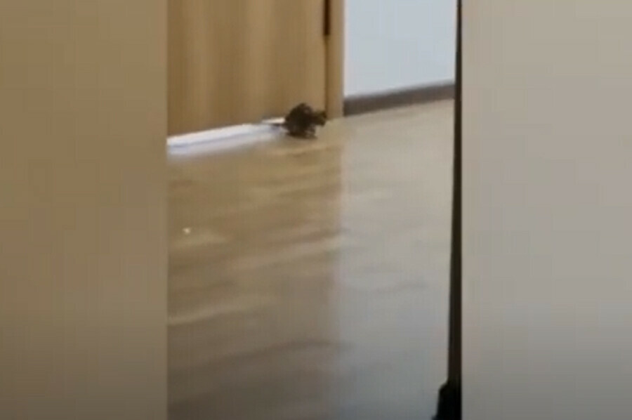 По роддому  во Владивостоке спокойно  разгуливают крысы видео