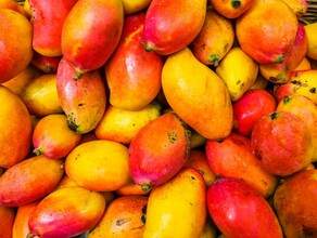В Амурской области поступили в продажу зараженные манго и нектарины Можно ли их есть