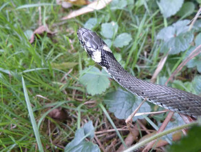 В Благовещенске поймали змею В МЧС пояснили как общаться с рептилиями