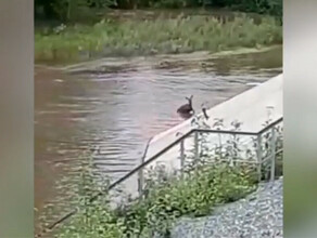 Трогательное видео о бедной козочке угодившей в переполненный Уркан сняли в Зейском районе