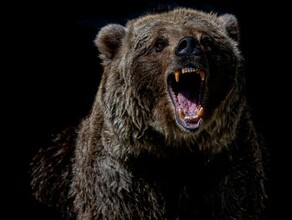 По мессенджерам Приамурья распространяются жуткие кадры нападения медведя на людей