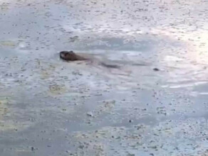 Сельчане просят помочь отловить водяных крыс поедающих лотосы на знаменитом озере Амурской области