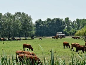 В селах Благовещенского округа готовятся эвакуировать домашний скот 