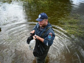 В Амурской области наблюдается снижение уровней воды на нескольких участках Амура и Зеи 