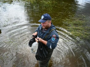 В Амурской области наблюдается снижение уровней воды на нескольких участках Амура и Зеи 