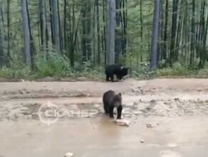 Двух медвежат заметили у дороги в Амурской области видео