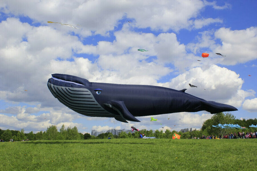 Гигантский кит пролетит над Хабаровском в сентябре