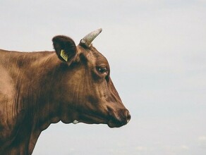 В Белогорском районе изза сильного ливня погибли коровы Увязли в грязной жиже и не смогли выбраться