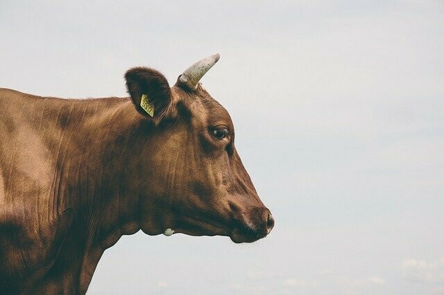 В Белогорском районе изза сильного ливня погибли коровы Увязли в грязной жиже и не смогли выбраться