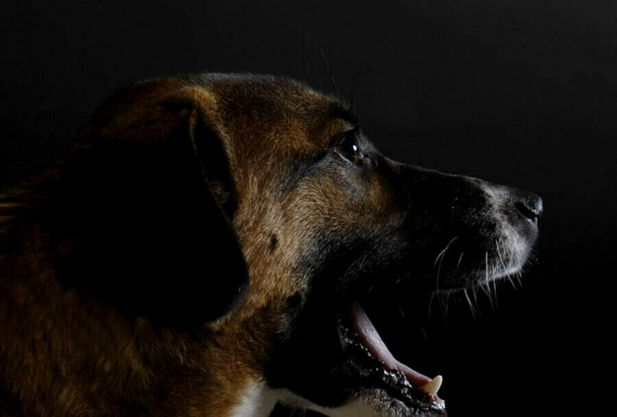 Администрации Тынды снова пришлось платить ребенку укушенному собакой