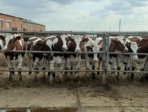 В Амурской области породистых коров отправили на карантин
