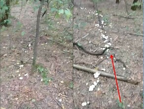 Грибник наткнулся на ведьмины круги в лесу Необычное природное явление он снял на видео