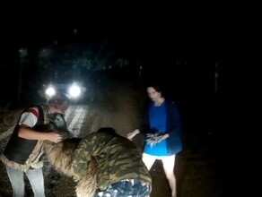 В одном из районов Благовещенска вечером пытались поймать страуса видео