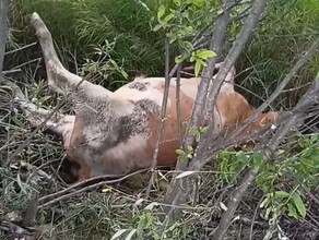 Недалеко от села в Амурской области расстреляли несколько коров фото 18
