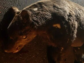 В Циолковском грузовик насмерть сбил медведя