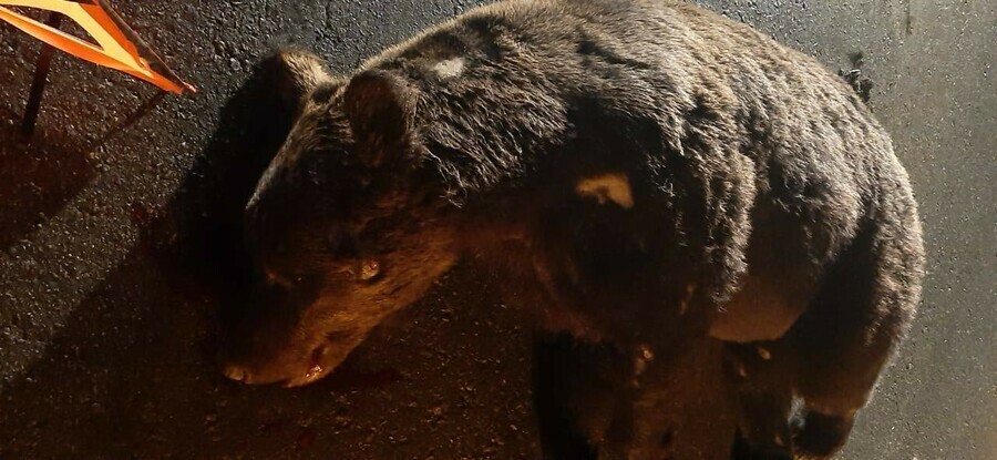 В Циолковском грузовик насмерть сбил медведя