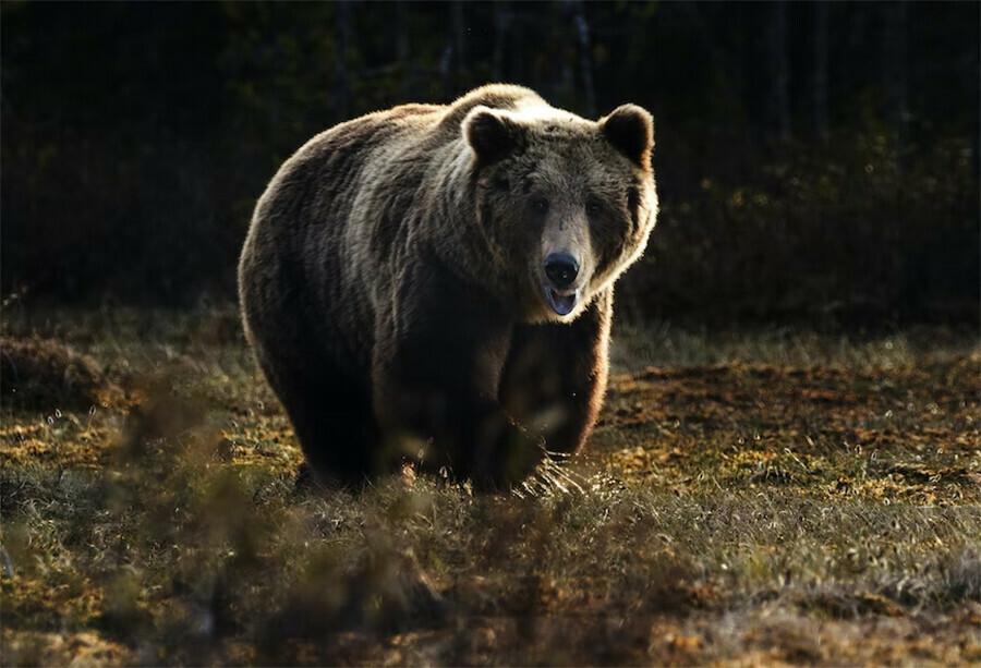 На Дальнем Востоке мужчину задрал медведь