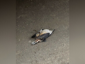 Благовещенцы обратили внимание на то что в городе массово гибнут мелкие птицы