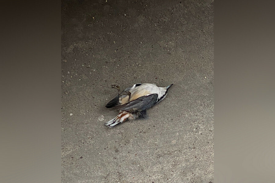 Благовещенцы обратили внимание на то что в городе массово гибнут мелкие птицы