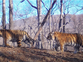 Сенсация матьгероиня родила и вырастила в дикой природе сразу пять амурских тигрят видео