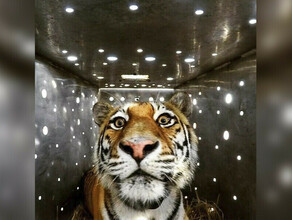Нарушая границы амурская тигрица уплыла в Китай