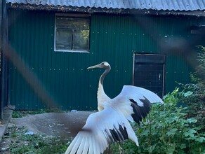 К японскому журавлю Снеговику из Муравьевского парка прилетела невеста из Якутии