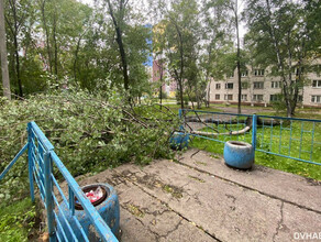 В Хабаровске дерево рухнуло на студенток колледжа 