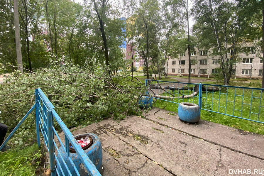 В Хабаровске дерево рухнуло на студенток колледжа 
