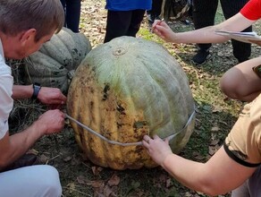 Чудеса в нашем огороде на лодках плавали В Амурской области на поле после наводнения уродилась королеватыква