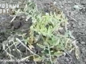 Это вопиющая ситуация в селе Амурской области гербициды уничтожили урожай и пасеки