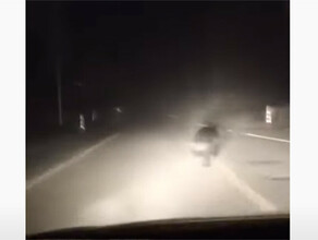В Китае недалеко от границы с ЕАО на видео сняли мишку удирающего от машины