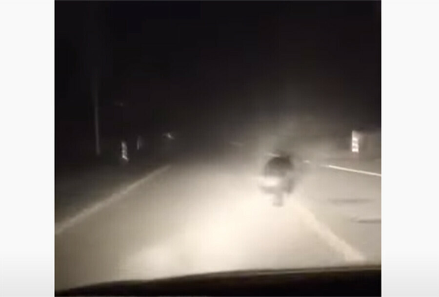 В Китае недалеко от границы с ЕАО на видео сняли мишку удирающего от машины