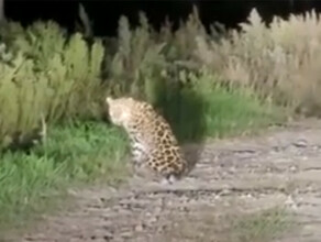 Муж отбивался от леопарда стулом зверь взял в заложники целую семью в Приморье видео
