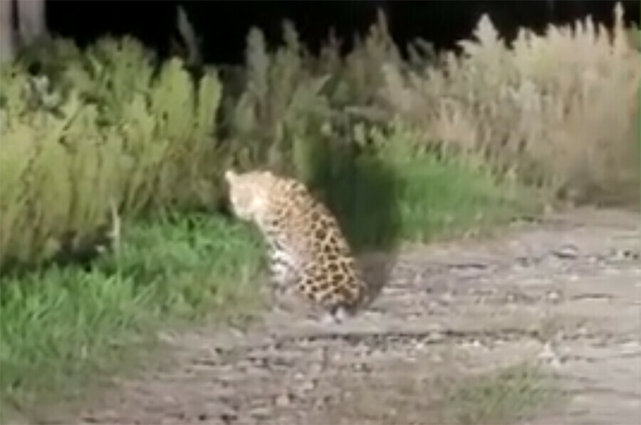 Муж отбивался от леопарда стулом зверь взял в заложники целую семью в Приморье видео