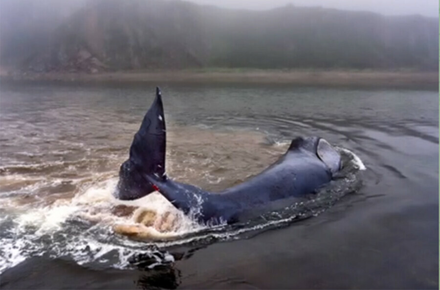На мелководье в Приморском крае бился за жизнь большой кит 