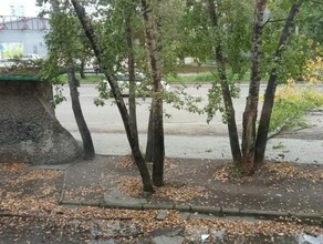 На КПП в Благовещенске ветром на дорогу повалило дерево фото