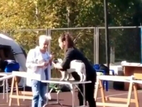 В Благовещенске на выставке собак судья стукнула пса по голове Это обернулось негативом в соцсетях видео