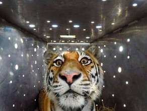 В Амурскую область возвращается тигрица Амба в августе ушедшая в Китай