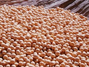 С амурских полей уже убрано свыше 55 тысяч тонн сои 