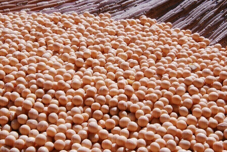 С амурских полей уже убрано свыше 55 тысяч тонн сои 