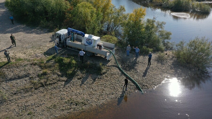 В Приамурье в Зею выпустили более 100 тысяч сазанов Хотели больше но вмешался форсмажор фото видео 