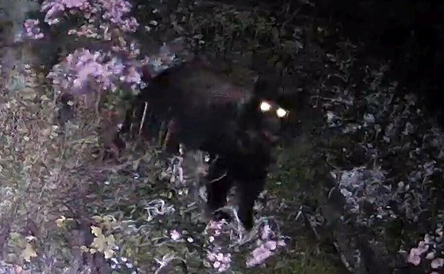 Медведьполуночник испугался предупреждающего сообщения ведется видеонаблюдение видео