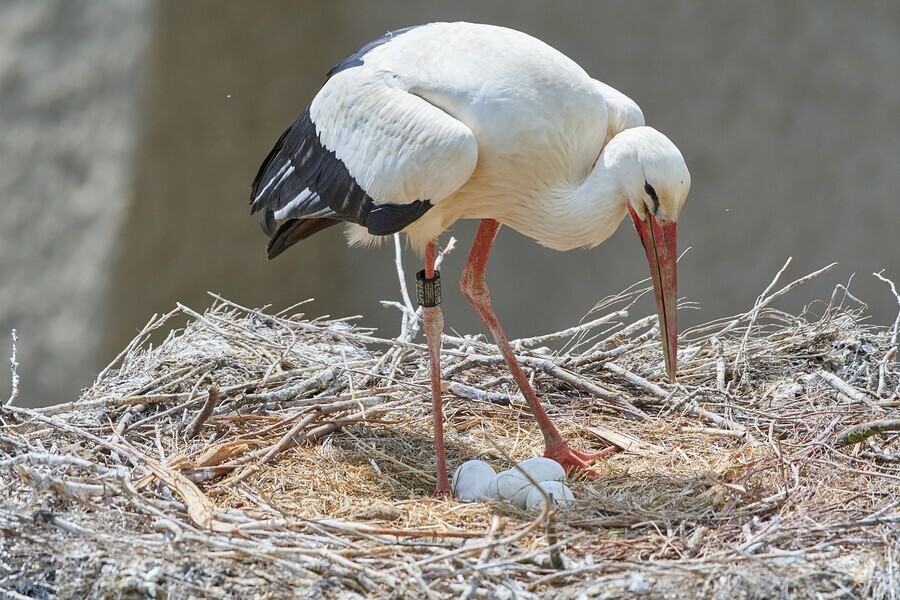 В Амурской области за разорение гнезд редких птиц назначены крупные штрафы