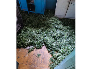 Амурчанин заготовил марихуаны столько что потребовалось две комнаты для ее хранения